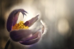 N_DSC0003_Homepage2020