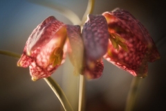 N_DSC0009_Homepage2020
