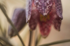 N_DSC0020_Homepage2020
