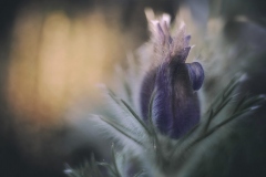 N_DSC0025_Homepage2020