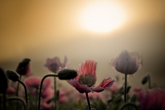 N_DSC0043_Homepage2020