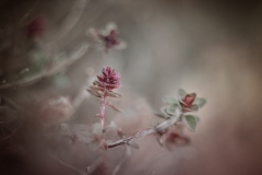 N_DSC0063_02_Homepage2020
