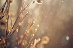 N_DSC0582_Homepage2020