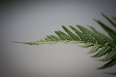 N_DSC6825_Homepage2020