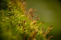 N_DSC8335_Homepage2020
