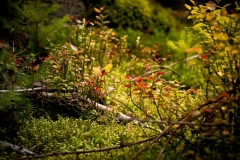 N_DSC8339_Homepage2020